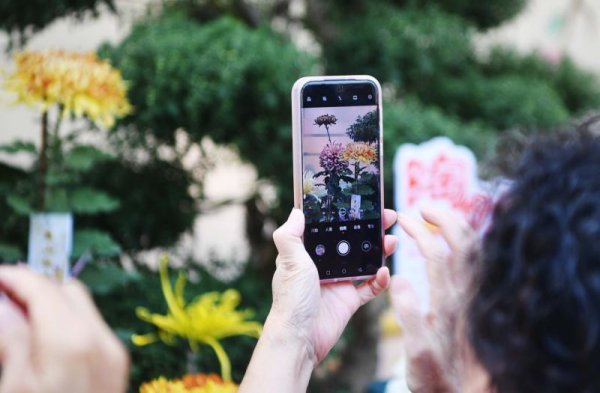 泸深A融通 太绝了！陶然亭公园菊花节开幕：日赏菊海夜追光影